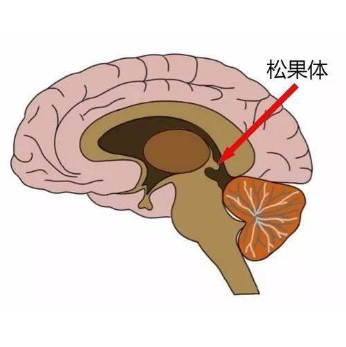 激活松果體